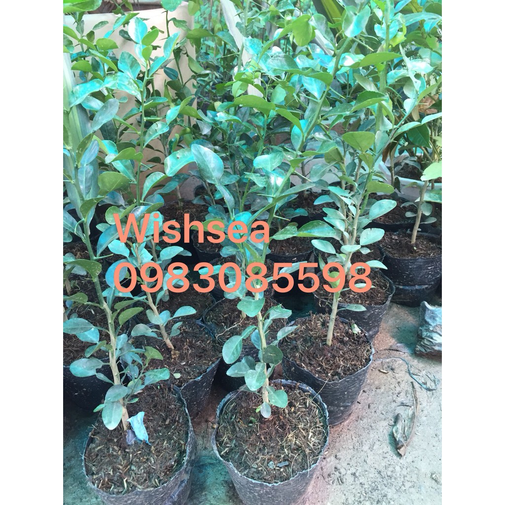 Cây chanh chúc, chanh thái lan, chanh não người