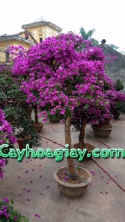 Cây vạn Huê lầu