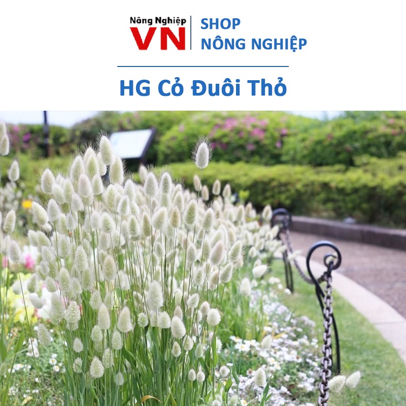 Hạt Giống Cỏ Đuôi Thỏ 100 Hạt