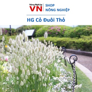 Hạt giống cỏ đuôi thỏ 100 hạt