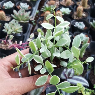 Lan hạt dưa cẩm thạch