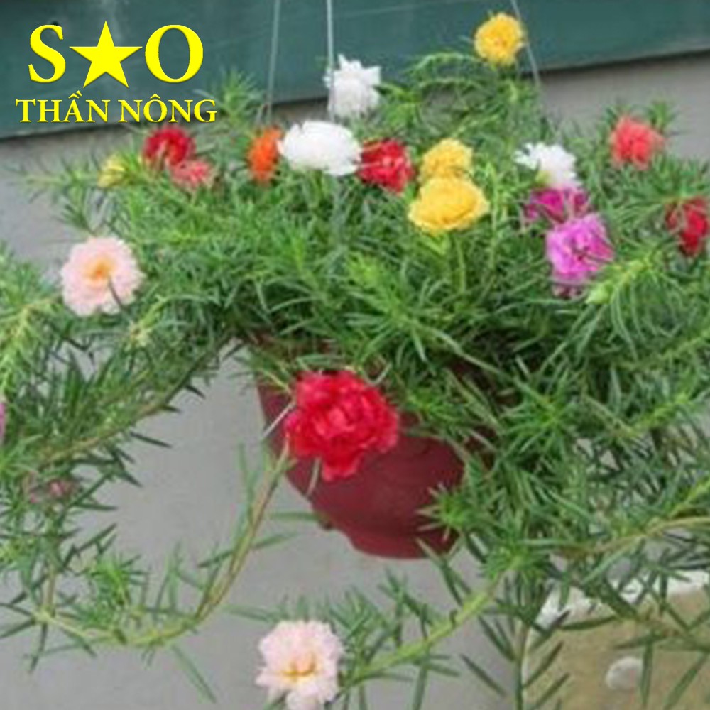 500 Hạt - Hạt giống Hoa mười giờ, hoa 10 giờ thái nhiều loại màu   - Hoa mười giờ Sao Thần Nông