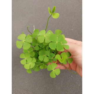 Cây thủy sinh cỏ bợ 4 lá - lá cạn
