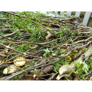 Cành Đinh Lăng Nếp Bắc ( Nhà Trồng )