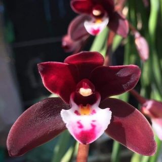 Kiếm đỏ mỹ lai kiếm đỏ thái