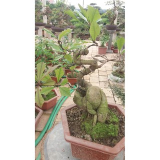 Lộc vừng bonsai