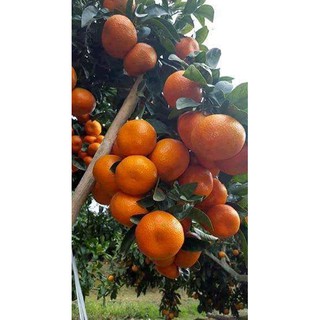 CÂY GIỐNG QUÝT THÁI