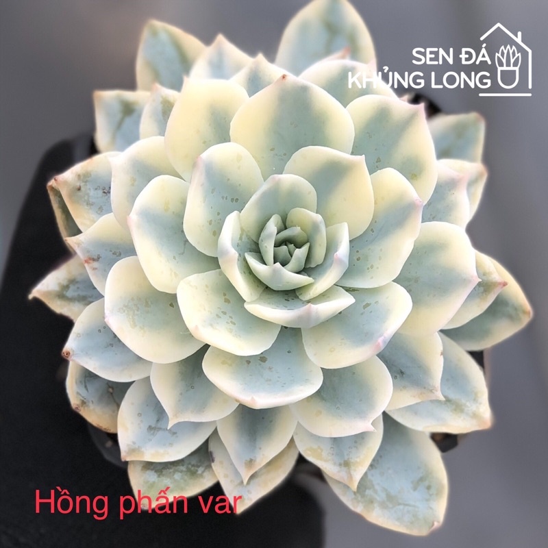 Sen đá Hồng Phấn Var - echeveria subsessilis variegated