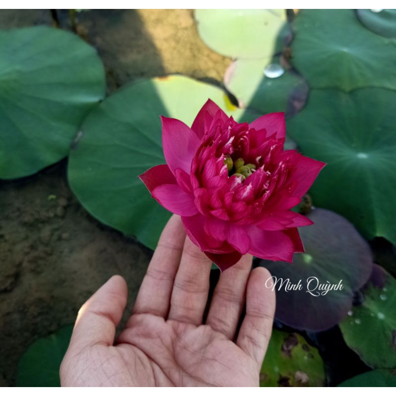 Củ sen mini Queen of heart