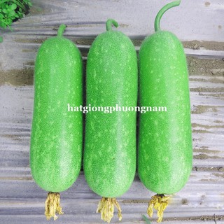 Hạt giống bí đao