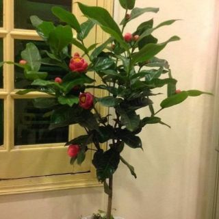 Cây giống hải đường