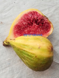 Sung cẩm thạch mỹ