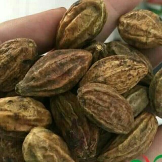 Quả kha tử 1 kg Ngâm mật ong hỗ trợ giảm ho, đau họng hiệu quả