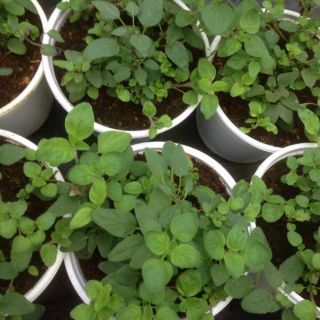 Chậu oregano