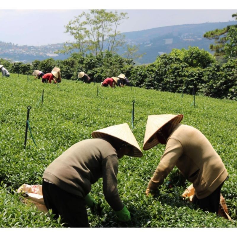 Trà xanh Cầu Đất Dalafarm hộp thiếc chính hãng - Trà sạch nguyên chất đặc sản Đà Lạt quà biếu tặng