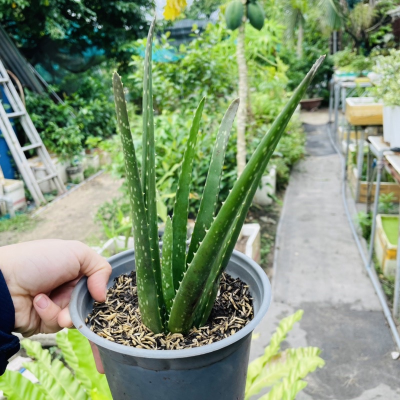 Cây Nha Đam Thái - Vườn Ươm Thái Ngân