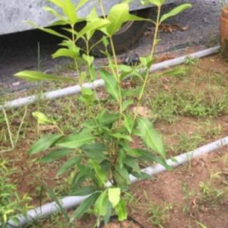 CÂY LÁ VỐI