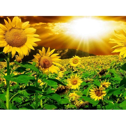 50 Hạt giống hoa Hướng dương cao cây tặng kích mầm