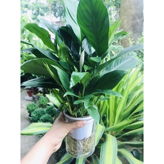 Bình Lan Ý thuỷ sinh (gồm cả bình)