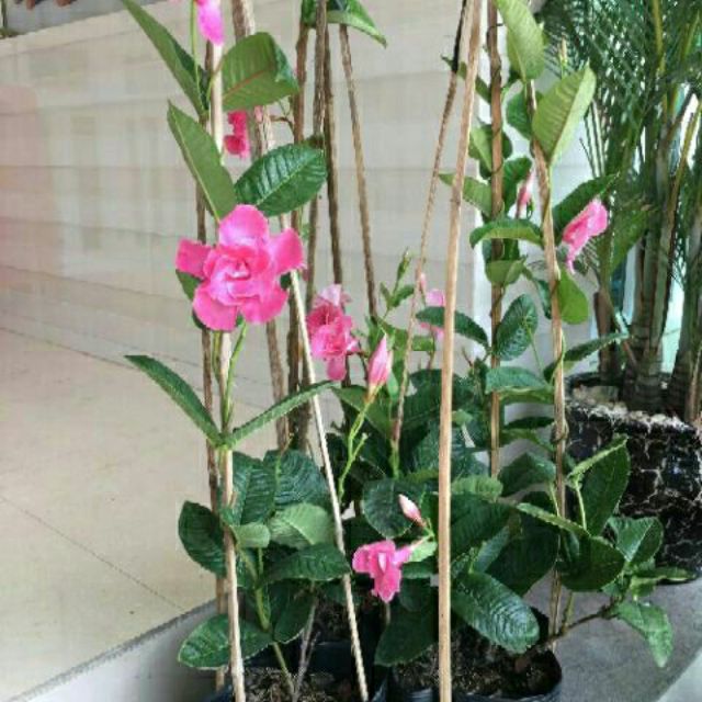 Cây hông anh dạng leo