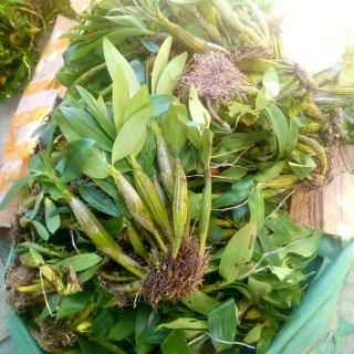 Phong lan sơn thủy tiên (STT)