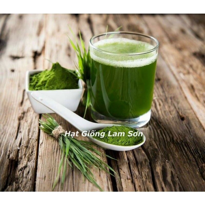 100GR - HẠT GIỐNG CỎ LÚA MÌ ( LÚA MẠCH ) - CỎ MÈO.