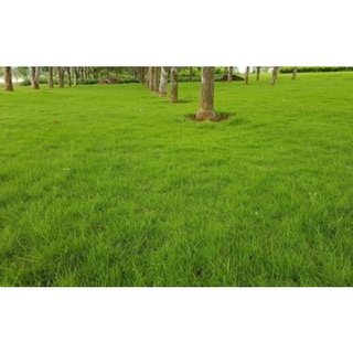 #Hạt_giống_cỏ_nhung ( tặng kèm kích mầm )