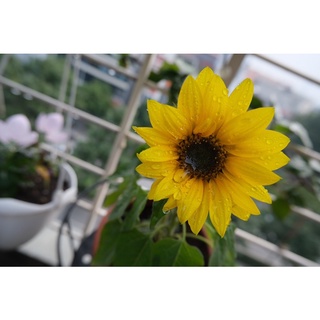 Hạt giống hoa hướng dương lùn