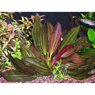 1 trầu Ruby - Echinodorus x Barthii ( cây lá cạn )