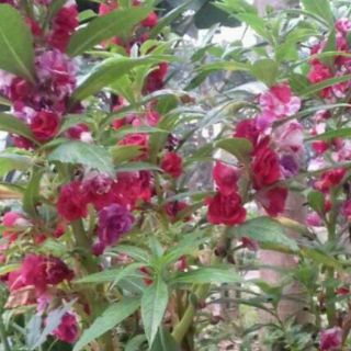Hạt giống cây bóng nước kép
