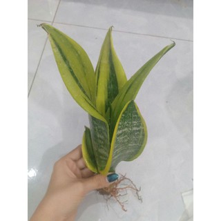 Cây lưỡi hổ Thái mini để bàn