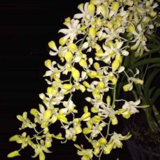 Denro nắng Banana cây tơ