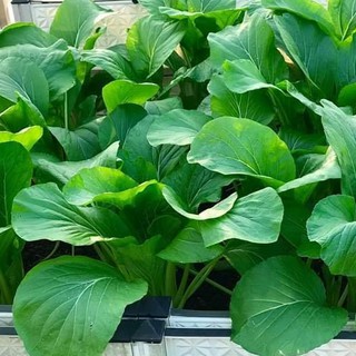 20gr - HẠT GIỐNG CẢI NGỌT