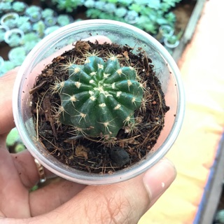 Xương rồng lobi xanh 3cm