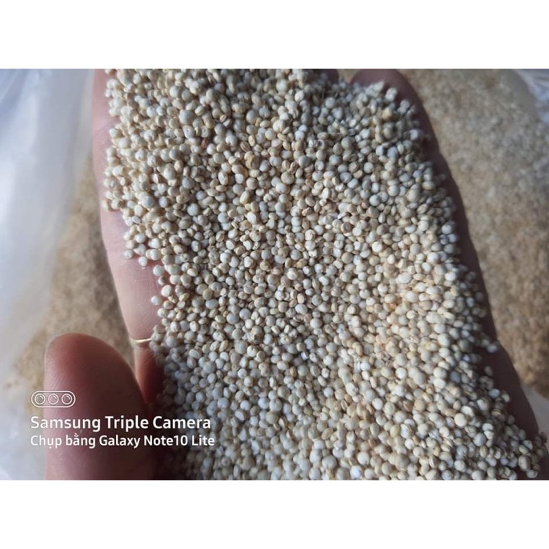 500gr hạt Diên Mạch hữu cơ Quinaqua (Màu trắng của Mỹ)