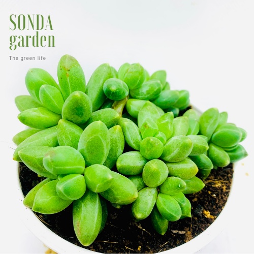 Sen đá kim cương xanh SONDA GARDEN size trung bình 6-9cm, xuất xứ Đà Lạt, khoẻ đẹp, lỗi 1 đổi 1