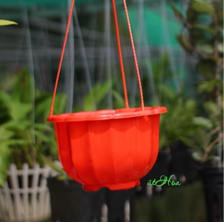 Chậu treo bí lớn đủ màu (kèm quai treo)