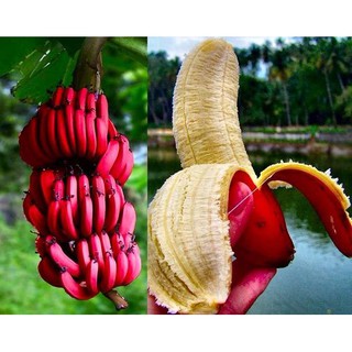 Hạt Giống Chuối Đỏ Dacca