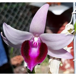 hoa lan giả hạc Bệt Ma bó