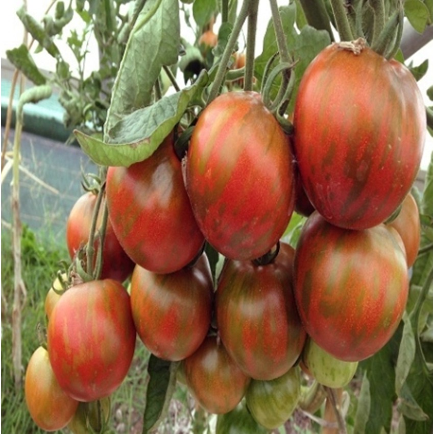 Hạt giống CÀ CHUA TIGER F1