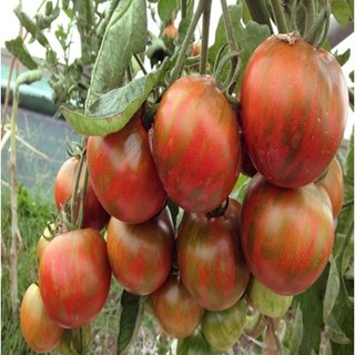 Hạt giống cà chua tiger f1