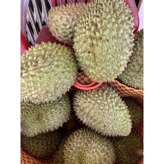 Sầu Riêng Ri6 100k/kg