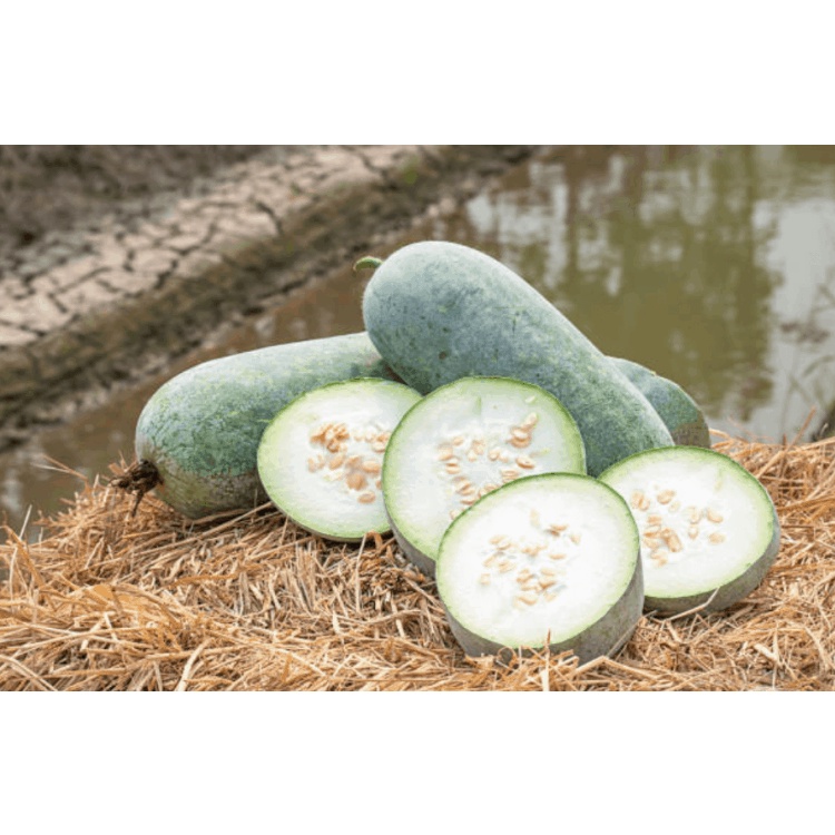 Bí xanh thơm  Đặc sản Sơn La - Thơm, ngon, bổ dưỡng