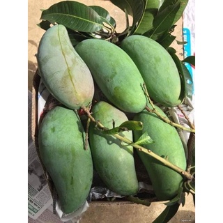 Xoài đài loan 150k/ 15kg