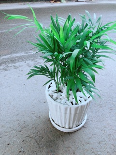 Chậu Cây Cau Tiểu Trâm