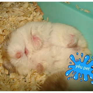1kg mùn cưa thơm lót chuồng cho hamster