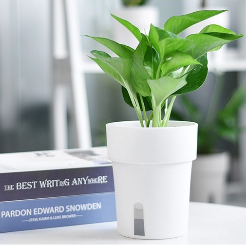 Chậu nhựa trồng cây để bàn tự tưới- Nét đẹp từ sự giản đơn