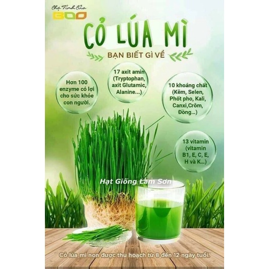 100GR - HẠT GIỐNG CỎ LÚA MÌ ( LÚA MẠCH ) - CỎ MÈO.