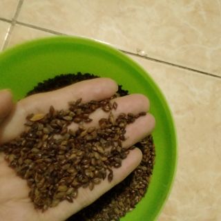 1kg Hạt muồng muồng