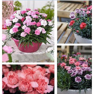 Hạt giống hoa cẩm chướng kép viền  gói 50 hạt